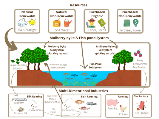 sustainable Eco-Agriculture Mulberry dyke fish pond system